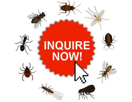 Pest Control Services Inquiry