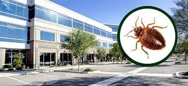 Commercial Pest Control Treatment Services