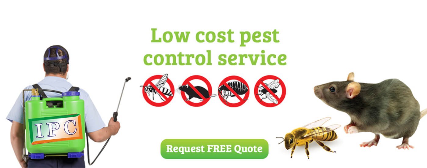 Low Cost Pest Control Service